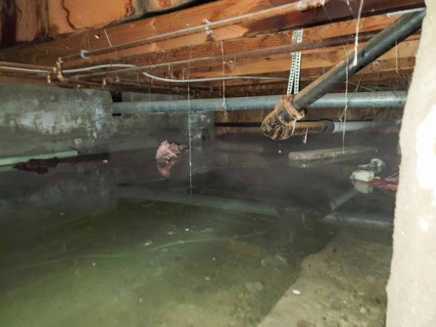 Best Flood restoration services  in Cosmopolis, WA