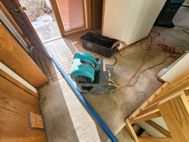 Best Mold removal after water damage  in Cosmopolis, WA